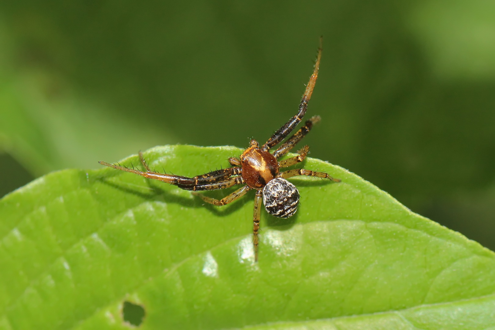 Baumkrabbenspinne