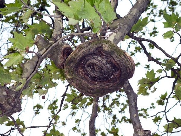 Baumkrebs an einem Ast