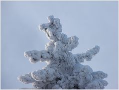 Baumkrone aus Eis und Schnee