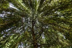 Baumkrone der Weide mit dem Fisheye 