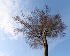 - Baumkrone einer Buche im Winter -