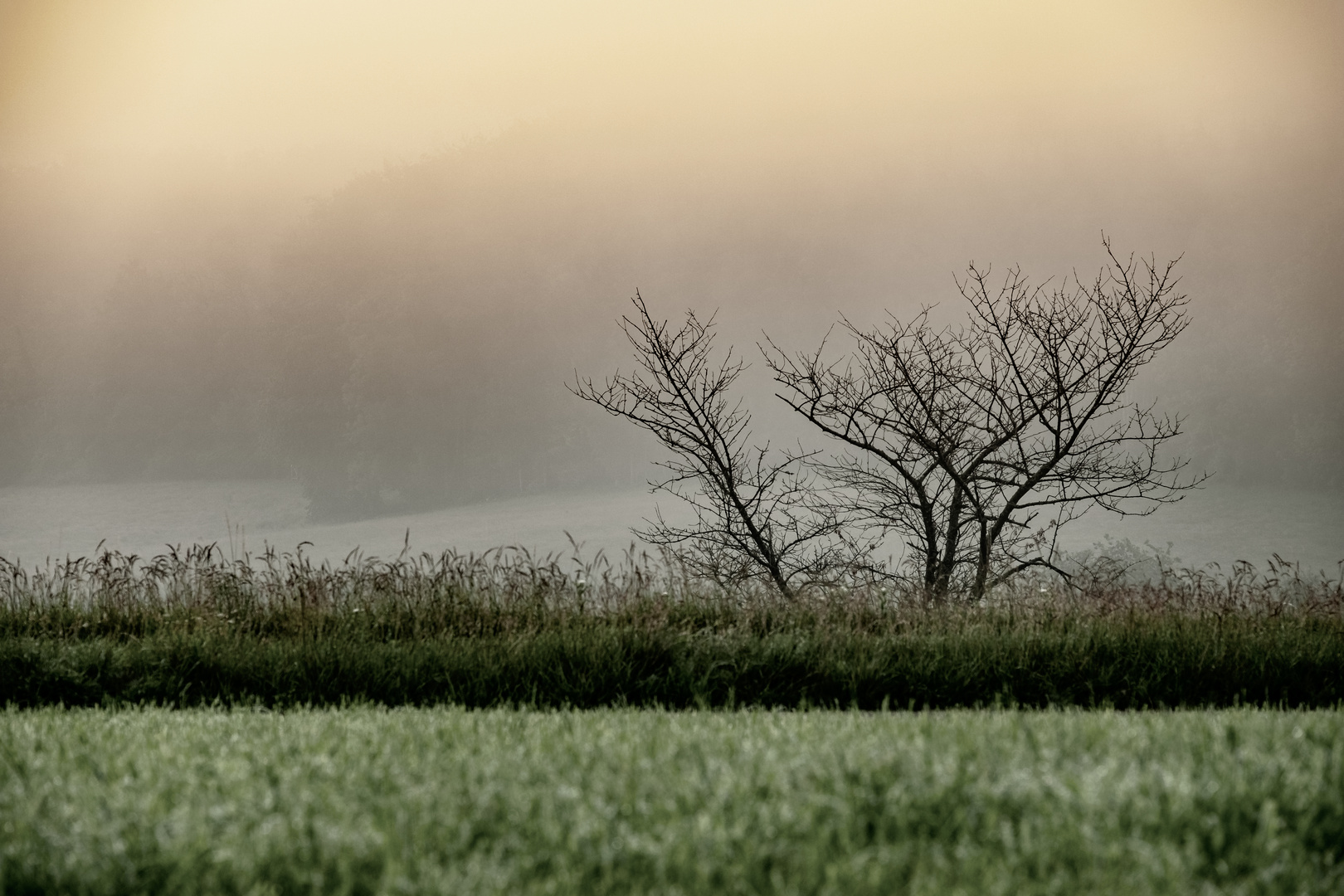 Baumkrone im Morgennebel