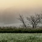 Baumkrone im Morgennebel