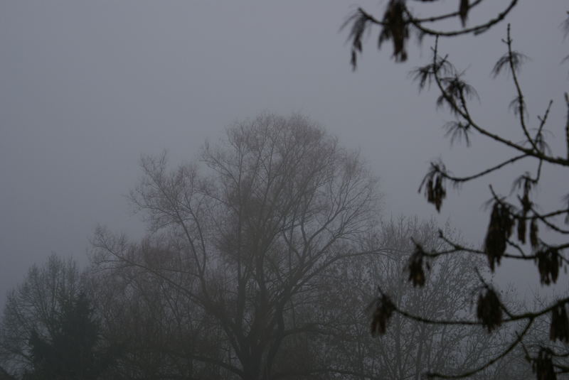 baumkrone im nebel