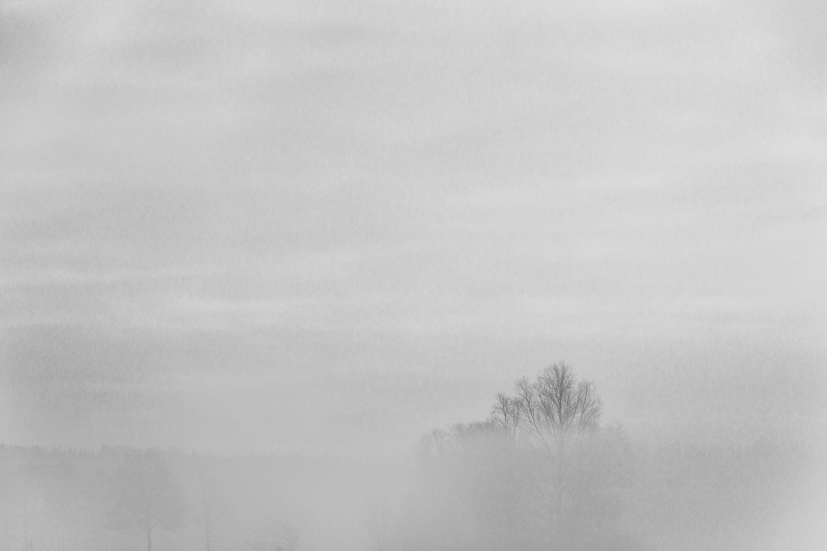 Baumkrone im Nebel