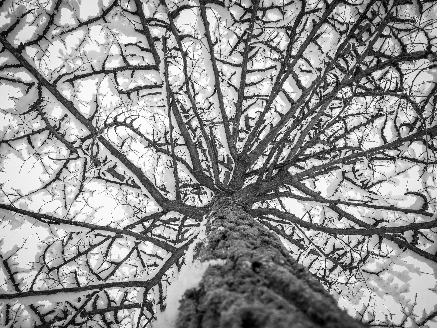 Baumkrone im Schnee