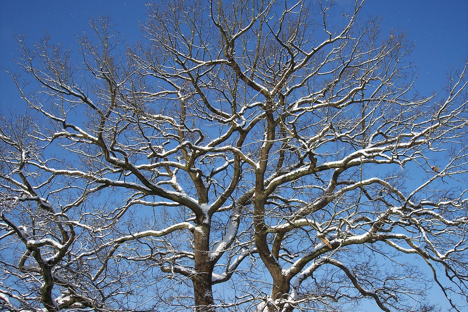 Baumkrone im Winter