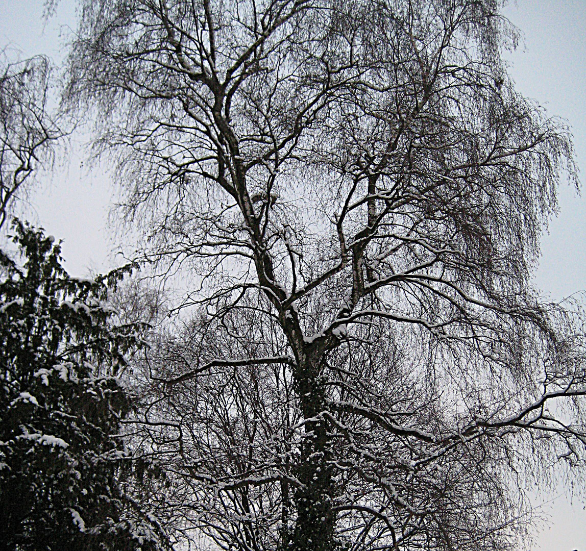 Baumkrone mit Schnee bezuckert