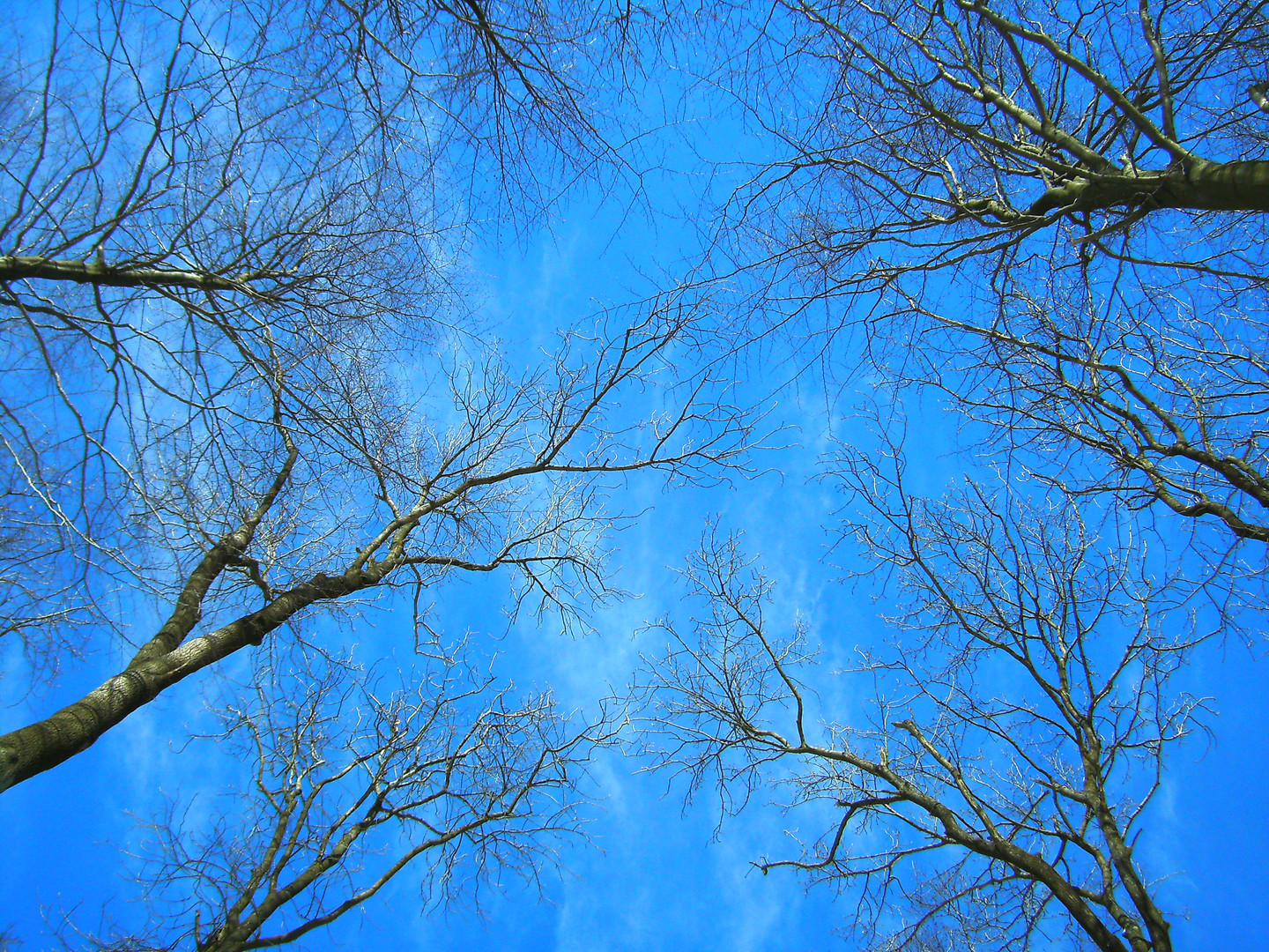 Baumkronen im Deister März 2010