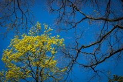 Baumkronen im Frühling