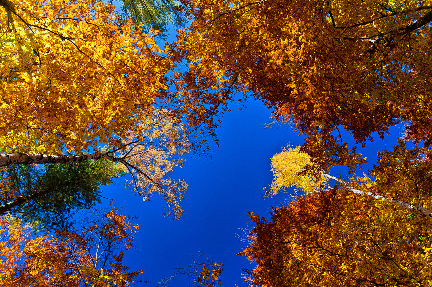 Baumkronen im Herbst