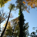 Baumkronen im Herbst