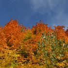 Baumkronen im Herbst