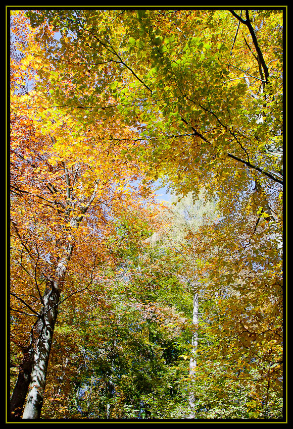 Baumkronen im Herbst