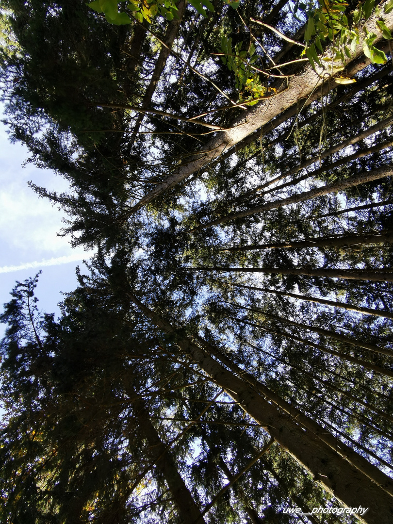 Baumkronen im Wald 