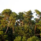 Baumkronen im Wind während der Goldenen Stunde