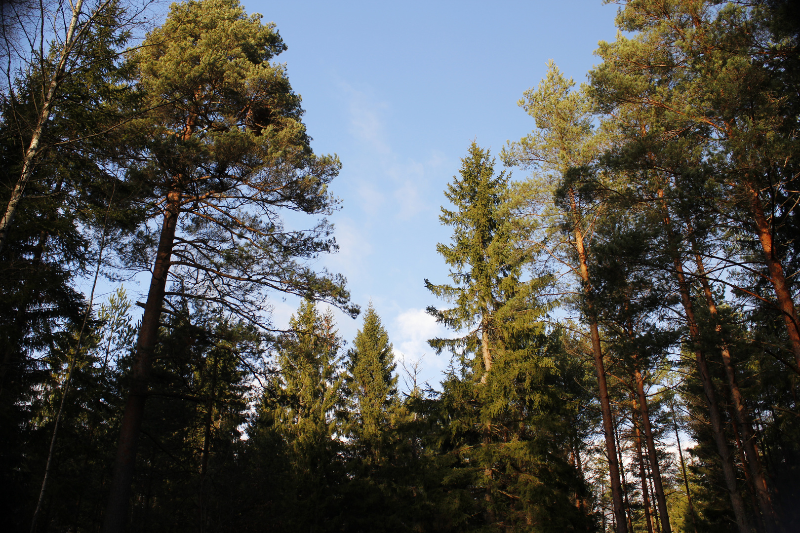 Baumkronen in der Sonne