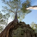 Baumkronen über Ta Prohm