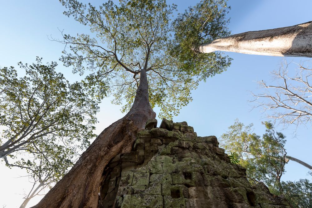 Baumkronen über Ta Prohm