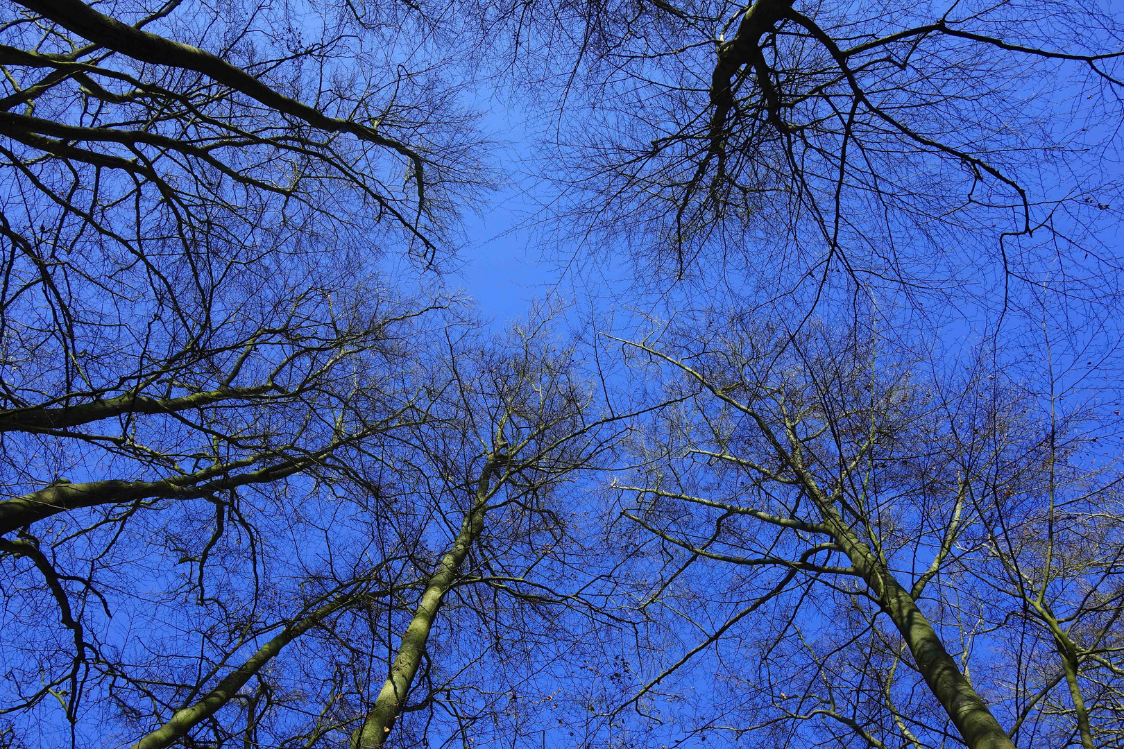 Baumkronen vor Winterhimmel 