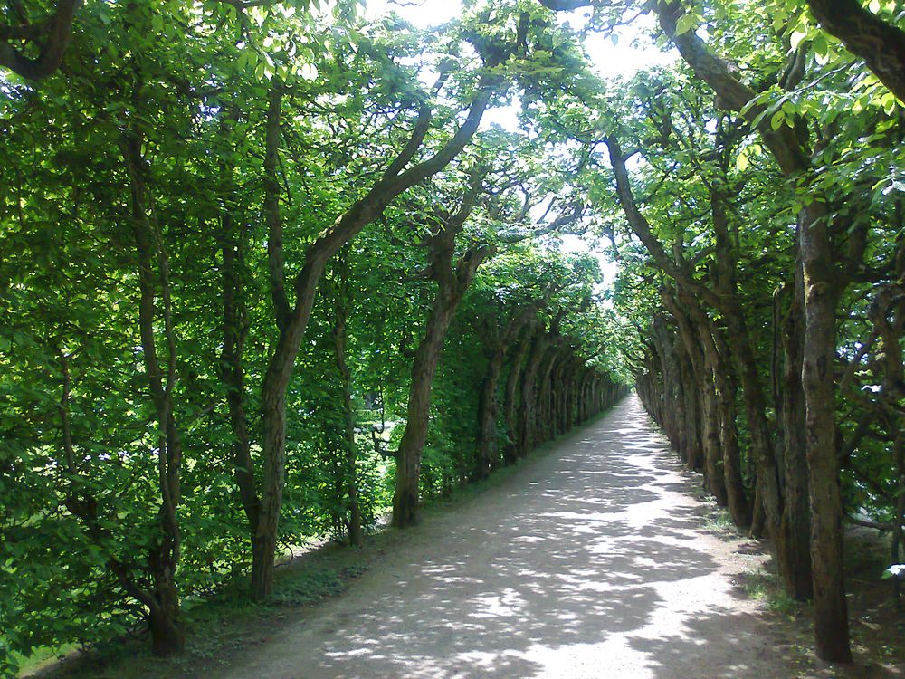 Baumkronentunnel Eremitage Bayreuth 15.05.2015