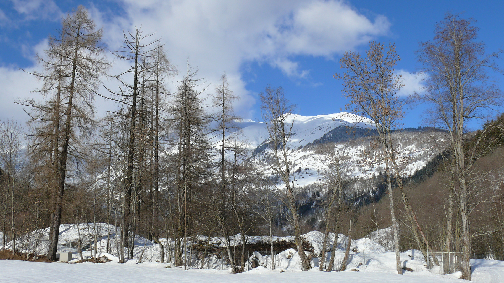 Baumkulisse vor Bergmassiv