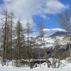 Baumkulisse vor Bergmassiv