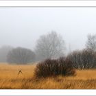 Baumkulissen im Hohen Venn