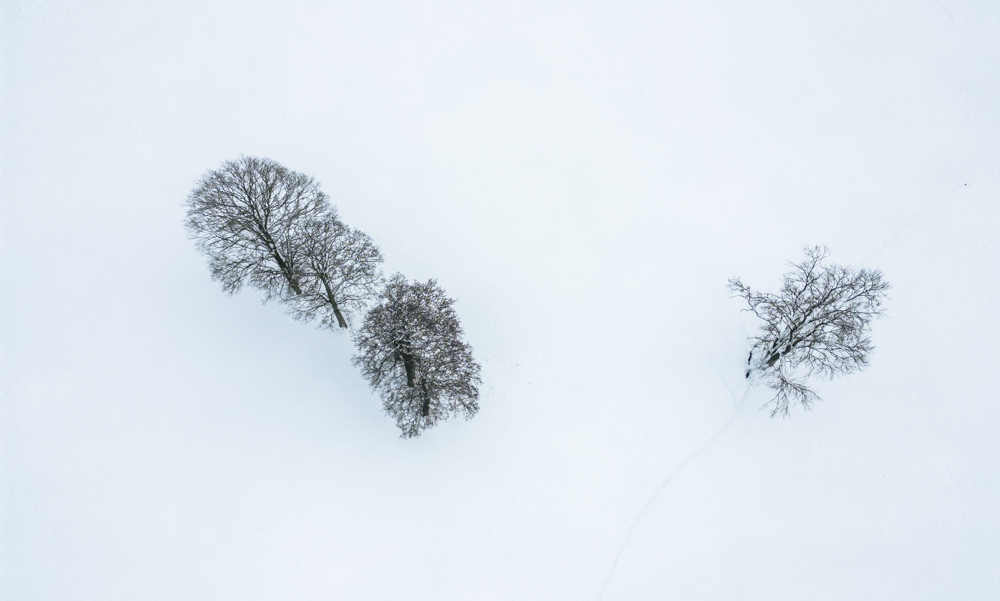 Baumkunst im Schnee