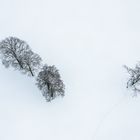 Baumkunst im Schnee