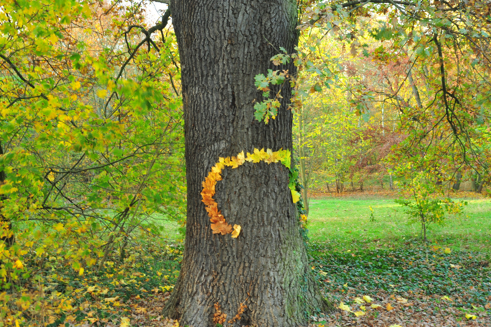 Baumkunst oder Kunst am Baum, wie dem auch sei...