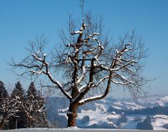 Baumkuriositäten im Dezember entdeckt