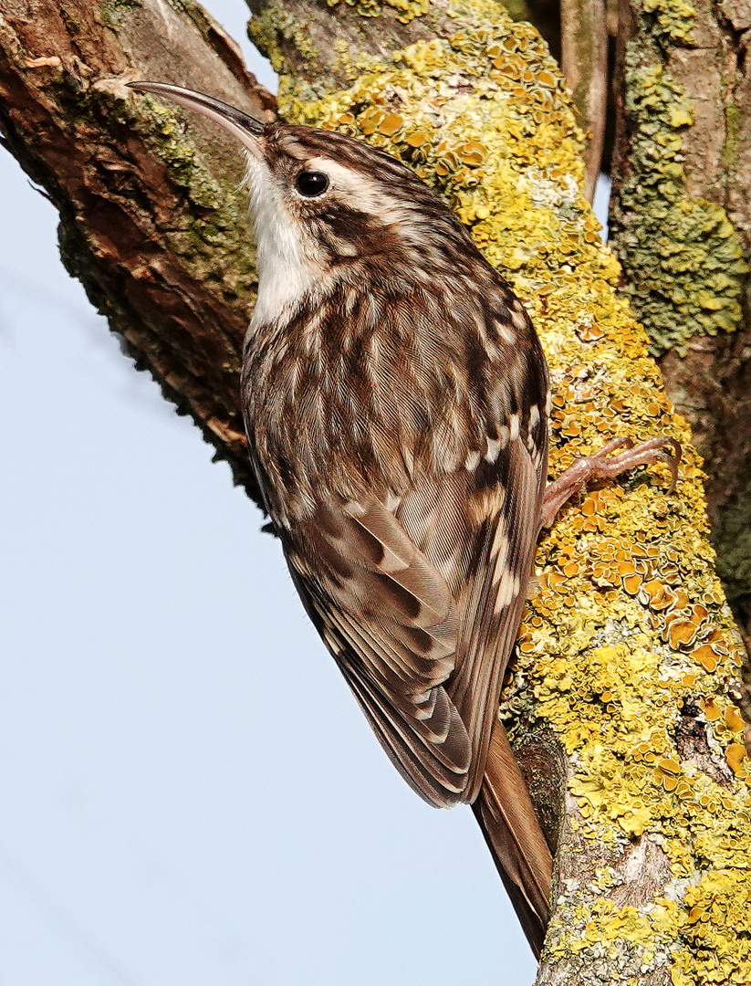 Baumläufer 1 Foto & Bild tiere, wildlife, wild lebende vögel Bilder