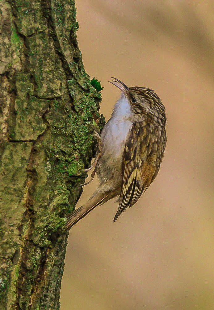 Baumläufer Foto & Bild natur, tiere, vögel Bilder auf