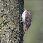 Baumläufer beim Baumlaufen