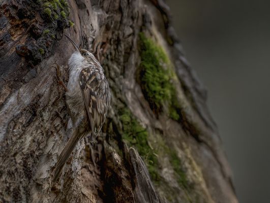   Baumläufer (Certhia)