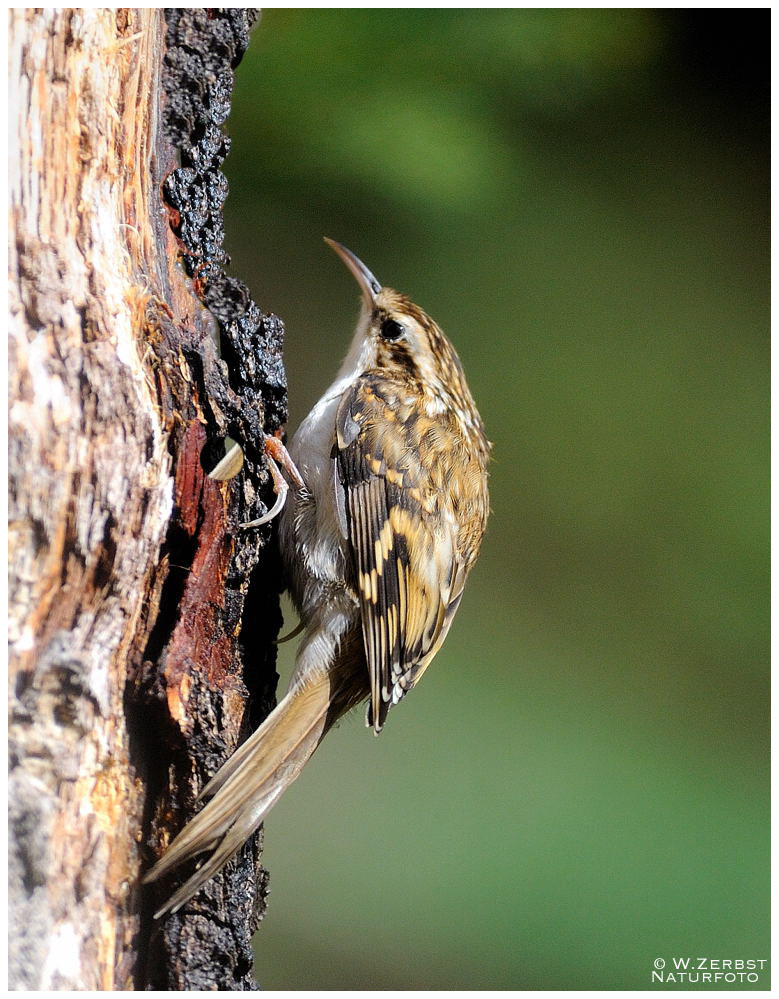 - Baumläufer - ( Certhia brachydactyla )