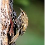 - Baumläufer - ( Certhia brachydactyla )