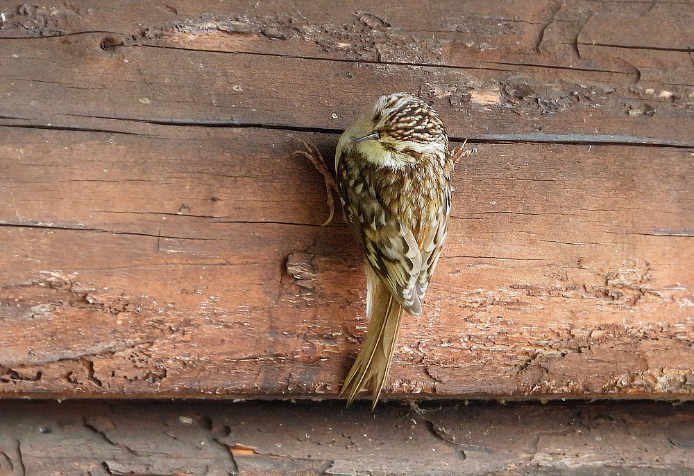 Baumläufer (Certhia brachydactyla)