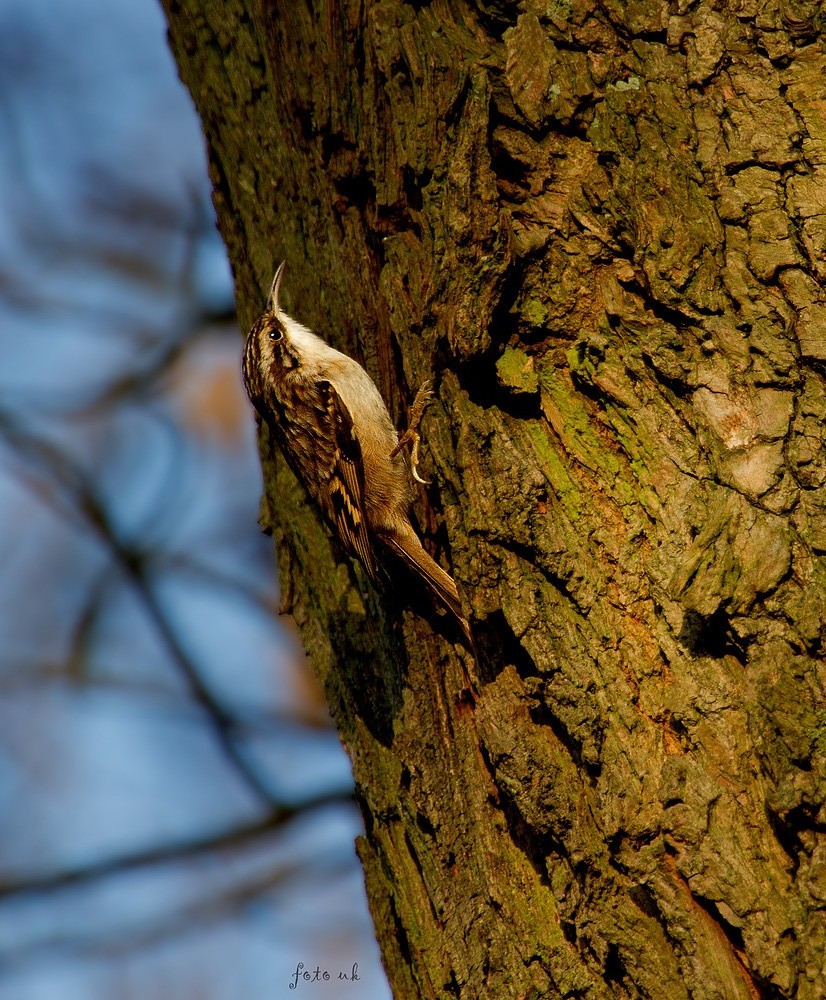 Baumläufer (Certhiidae)