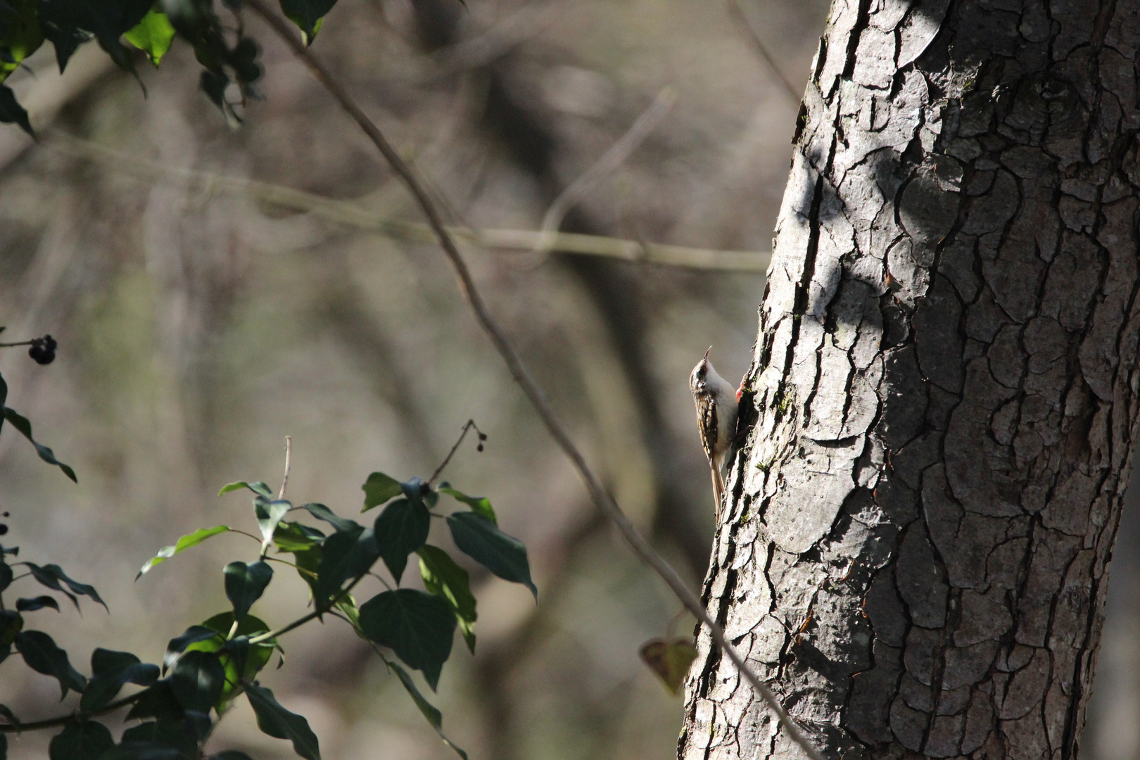 Baumläufer (Certhiidae) bei Futtersuche