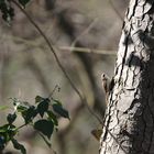 Baumläufer (Certhiidae) bei Futtersuche