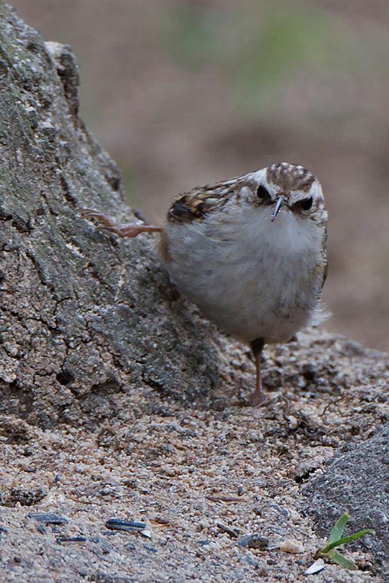 Baumläufer mal frontal