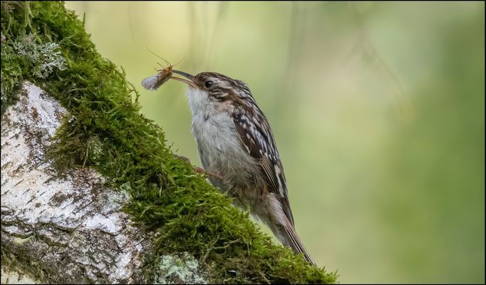 Baumläuifer mit Beute