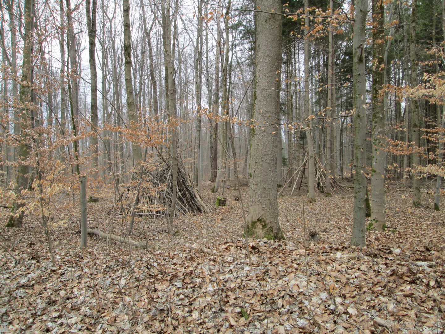 Baumlager im Wald