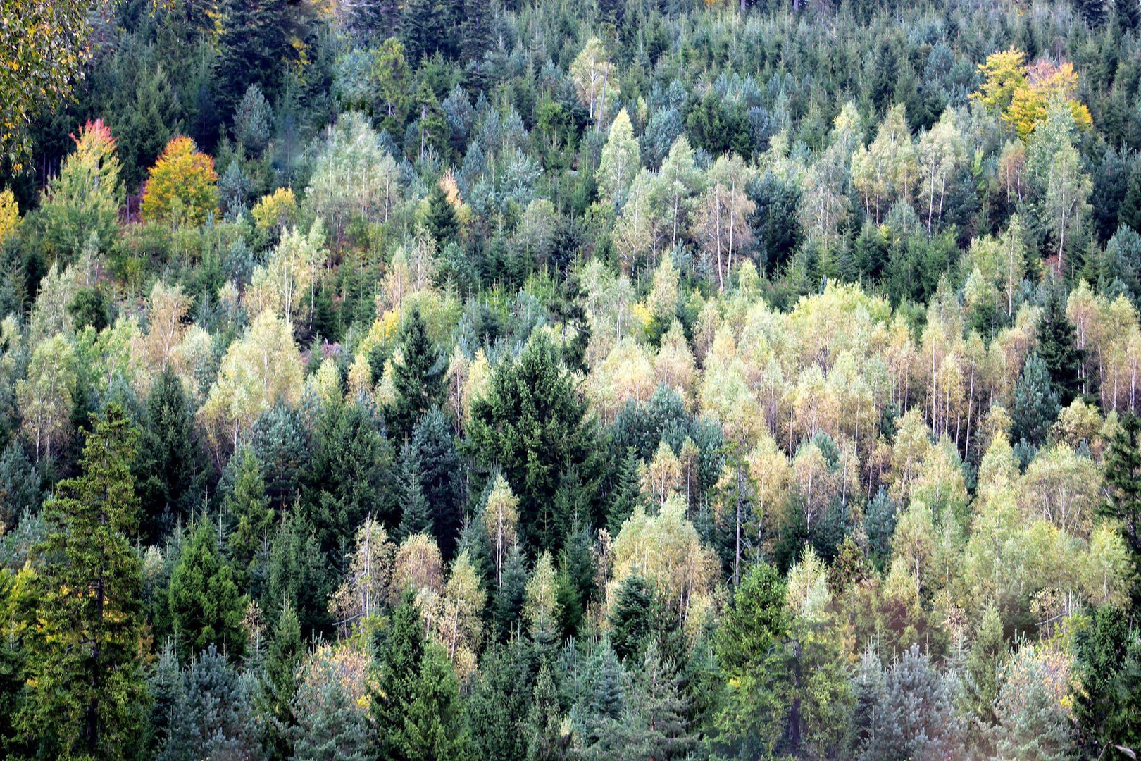 Baumlandschaft