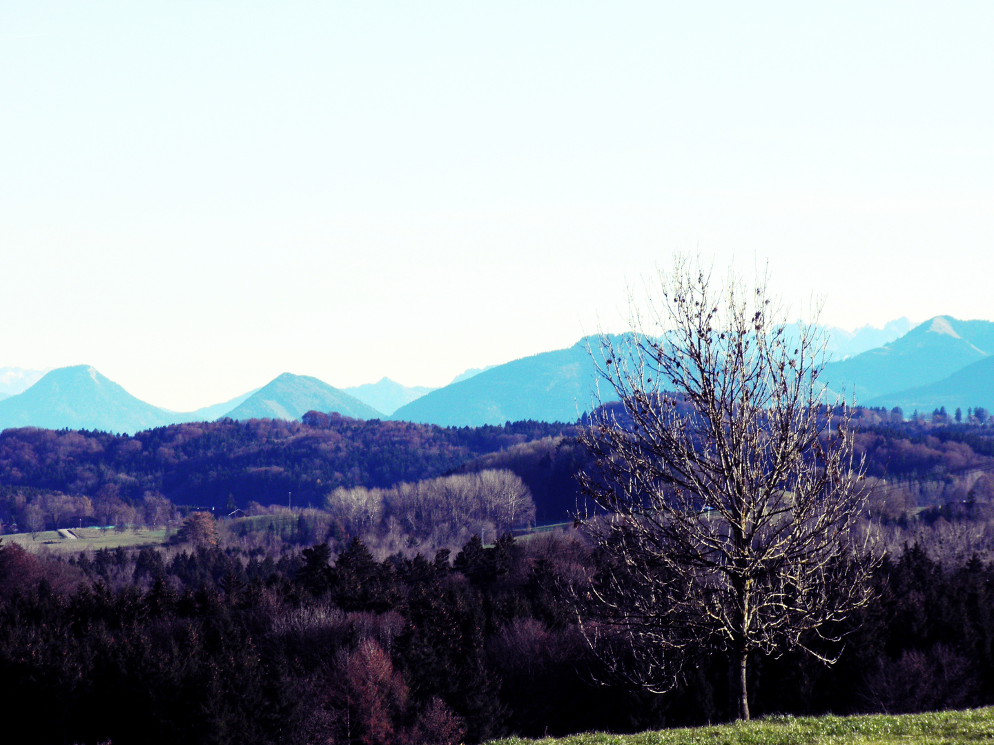 Baumlandschaft.