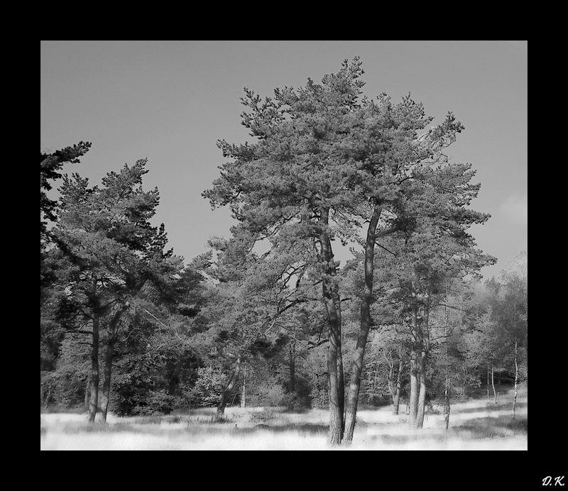 Baumlandschaft