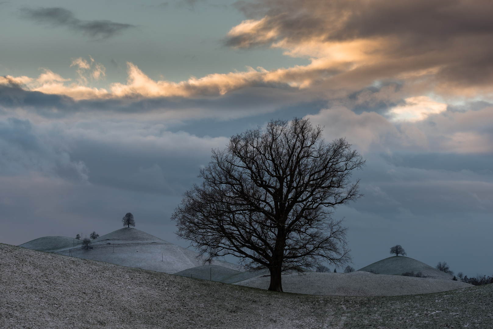 Baumlandschaft