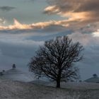 Baumlandschaft